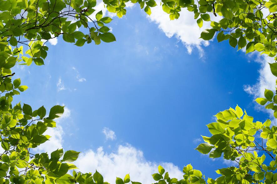 Foto: hoge boom met heldere hemel